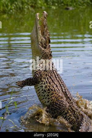 Das kubanische Krokodil springt aus dem Wasser. Ein seltenes Foto. Kuba. Ungewöhnlicher Winkel. Stockfoto