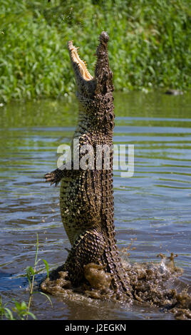 Das kubanische Krokodil springt aus dem Wasser. Ein seltenes Foto. Kuba. Ungewöhnlicher Winkel. Stockfoto