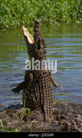 Das kubanische Krokodil springt aus dem Wasser. Ein seltenes Foto. Kuba. Ungewöhnlicher Winkel. Stockfoto