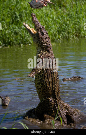 Das kubanische Krokodil springt aus dem Wasser. Ein seltenes Foto. Kuba. Ungewöhnlicher Winkel. Stockfoto