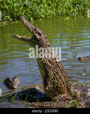 Das kubanische Krokodil springt aus dem Wasser. Ein seltenes Foto. Kuba. Ungewöhnlicher Winkel. Stockfoto