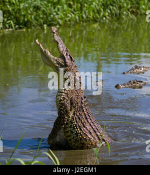 Das kubanische Krokodil springt aus dem Wasser. Ein seltenes Foto. Kuba. Ungewöhnlicher Winkel. Stockfoto