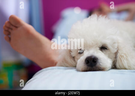 Hund Sleepig mit Menschen auf der Couch. Nahaufnahme eines weißen Pudelhund auf Laien Bett Stockfoto