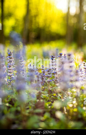 Bereich der Wildblumen, Klausen, San Michele, Italien Stockfoto