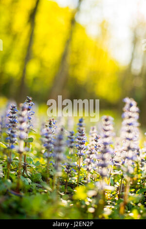 Bereich der Wildblumen, Klausen, San Michele, Italien Stockfoto