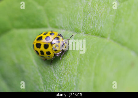 Zweiundzwanzig Spot Ladybird (Psyllobora 22-Trommler) Stockfoto