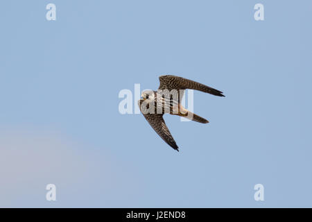 Eurasian Hobby Falke (Falco Subbuteo) fliegen im Flug gegen blauen Himmel Stockfoto