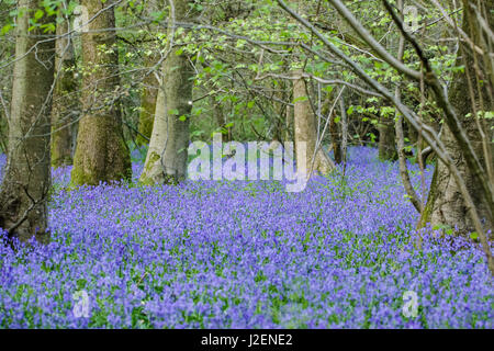 Bluebell Woodland (Hyacinthoides non-Scripta), Surrey, England Stockfoto