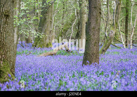 Bluebell Holz (Hyacinthoides non-Scripta), Surrey, England Stockfoto