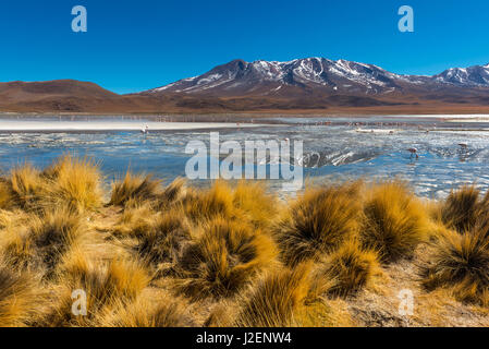 Anden Grass und einen hoch gelegenen See mit Anden und chilenische Flamingos in der Gebirgskette der Anden von Bolivien in der Region von Uyuni Salz flach. Stockfoto