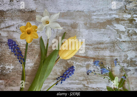 Frühlingsblumen Stockfoto