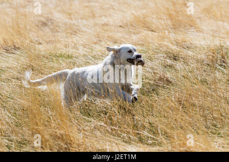 Platin farbige Golden Retriever Hund läuft auf einer zentralen Colorado Ranch; tragen eine tote Beute; USA Stockfoto