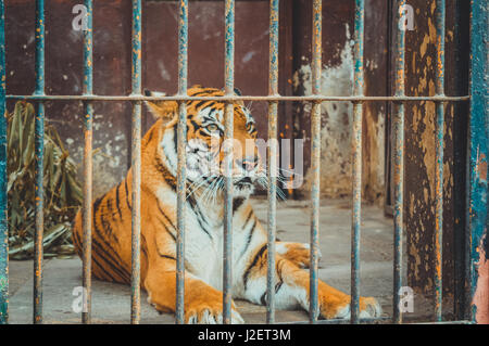 Gizeh, Ägypten, 4. März 2017: Ansicht der Tiger im Käfig im Zoo von Gizeh Stockfoto