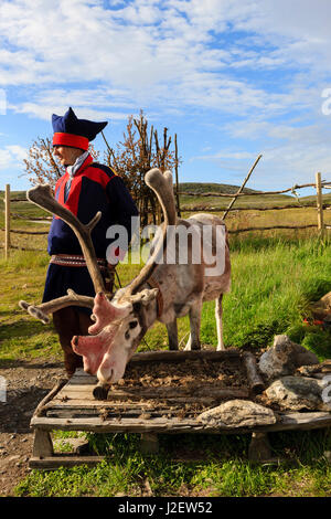 Sami Mann. Laplander mit seinen Rentieren. Nordkap. Honningsvag. Stockfoto