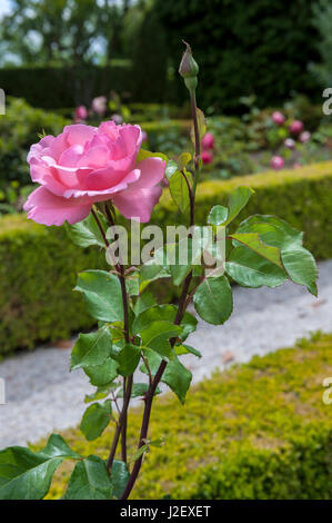 Europa, Portugal, Vila Real, Palast von Mateus, stieg im formalen Garten Stockfoto