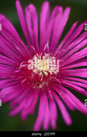 Hardy Ice Werk Delosperma Cooperi Pflanze Stockfoto