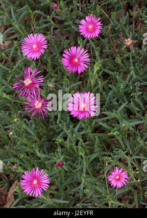 Hardy Ice Werk Delosperma Cooperi Pflanze Stockfoto