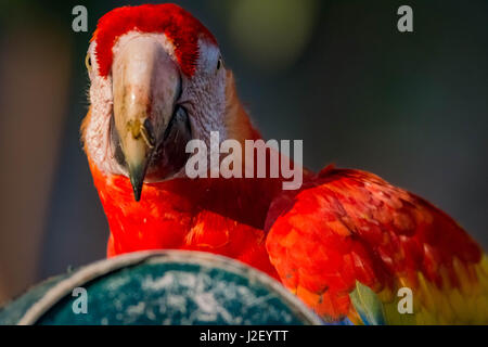 Die hellroten Aras ist der Nationalvogel von Honduras und in ganz Südamerika zu sehen. Es gibt viele von ihnen auf Copán Ruinas zu sehen. Stockfoto