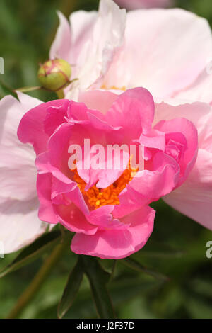 Pfingstrose. Hell und blass rosa Blüten mit leuchtend gelbe Staubgefäße. Einzelne helle rosa Blume im Gegensatz zu seiner älteren Geschwister blüht. Stockfoto
