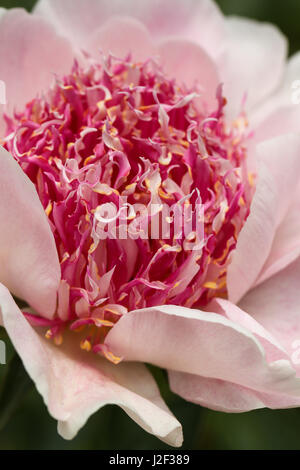 Sagen Sie Pfingstrose. Interessante und bunte Anemonen-wie Staubfäden in rosa und weiß, mit gelb, Spitzen sind umgeben von schönen weichen rosa Blütenblätter. Stockfoto