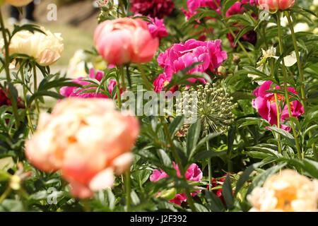 Pfingstrosen. Ein Beet voller herrlich rosa, Fuchsia und Koralle rosa Pfingstrosen im Gegensatz zu grün und der Himmel Anfang Juni. Stockfoto