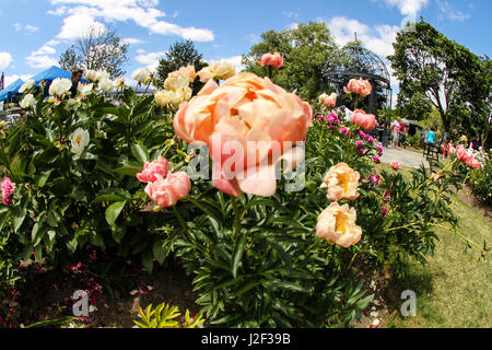 Pfingstrosen. Ein Beet voller herrlich rosa, Fuchsia und Koralle rosa Pfingstrosen im Gegensatz zu grün und der Himmel Anfang Juni. Stockfoto