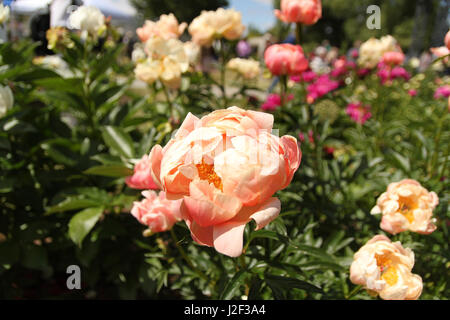 Pfingstrosen. Ein Beet voller herrlich rosa, Fuchsia und Koralle rosa Pfingstrosen im Gegensatz zu grün und der Himmel Anfang Juni. Stockfoto