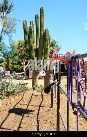 Reitstall. Ein hohen Saguaro-Kaktus steht an der Ecke einer Pferdekoppel in Baja, Mexiko. Stockfoto