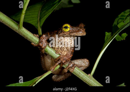 Baum-Frosch (Osteocephalus Taurinus), Yasuni Nationalpark, Amazonas-Regenwald. Ecuador. Südamerika Stockfoto