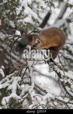 Amerikanische Baummarder / Baummarder / Fichtenmarder (Martes Americana), sitzen im Schnee bedeckt Nadelbaum Baum, Yellowstone NP, USA. Stockfoto