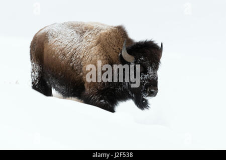 Amerikanischer Bison / Amerikanischer Bison (Bison Bison), Erwachsene, Wandern durch den Tiefschnee, Yellowstone-Nationalpark, Wyoming, USA. Stockfoto