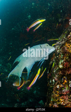 Streamer Lippfische (Bodianus Diplotaenia)-Galapagos-Inseln, Ecuador. Stockfoto