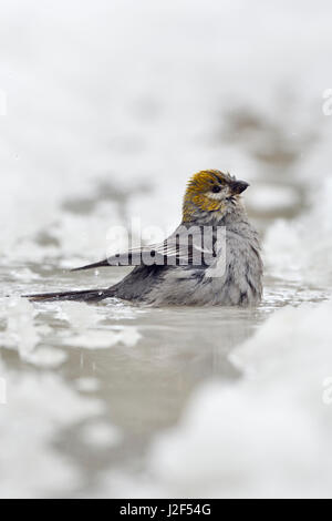 Kiefer Grosbeak / Hakengimpel (Pinicola Enucleator), weibliche Erwachsene im Winter, Baden, Reinigung sein Gefieder in eine eisige Pfütze, Montana, USA. Stockfoto