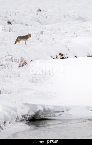 Kojote / Kojote (Canis Latrans), im Winter, hohe Schnee auf Distanz, zu beobachten, über einen Fluss, Ufer, Yellowstone NP, USA. Stockfoto