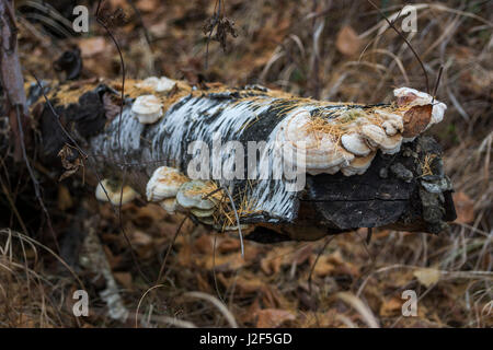 Detail einer knorrigen Stück Holz. Die faulen Stamm eines gefallenen Baum mit Pilzen. Die Textur von einem alten Baumstamm Holz als Hintergrund. Die tr Stockfoto