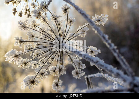 Frozen Flower bedeckt mit frostigen Rime. Winter floral background, Pflanzen im Schnee. Ein detailliertes Bild einer gefrorenen Anlage Stockfoto