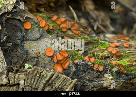 Wimpern-Pilz auf einem Baumstamm. Stockfoto