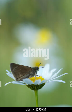 Tawny umrandeten Skipper (Polites Themistokles) sitzt auf einem Ochsen-eyed Daisy (Leucanthemum Vulgare) Stockfoto