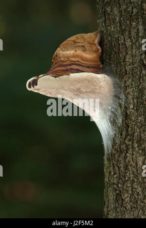 Zunderschwamm (Zündstoff Fomentarius) auf eine Buche Stockfoto