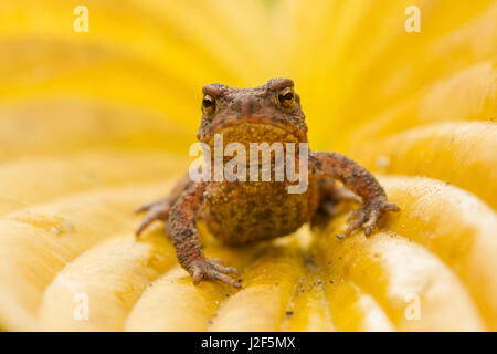 Young gemeinsame Kröte (Bufo Bufo) auf gelbes Blatt Stockfoto