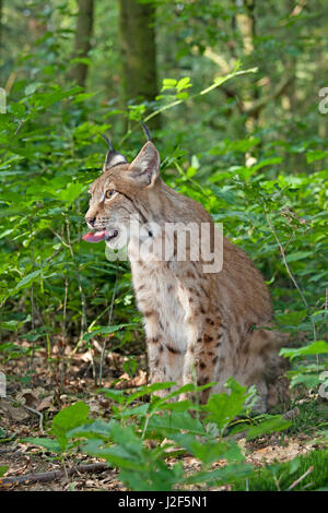 Luchs, sitzend in einem grünen Wald Stockfoto