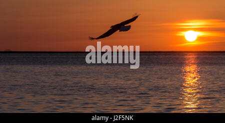 Weißkopf-Seeadler (Haliaeetus Leucocephalus) Jagd bei Sonnenuntergang Stockfoto