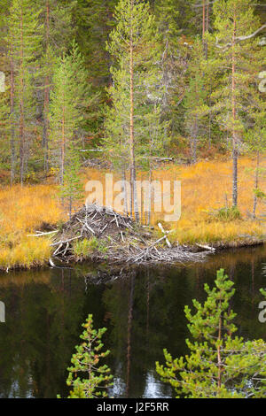 Beaver lodge am Ufer Flusses Stockfoto