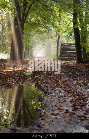 Sonne reflektiert in einer Pfütze auf einem schlammigen Waldweg Stockfoto