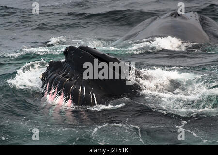 Buckelwale (Impressionen Novaeangliae) in der Nähe von Svalbard Stockfoto