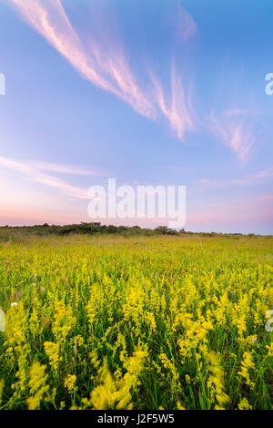 Ladyâ€™ s Labkraut (Galium Verum Maritimum) Stockfoto