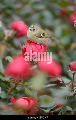 Wintergoldhähnchen beim Herbstzug auf der Insel Helgoland Stockfoto