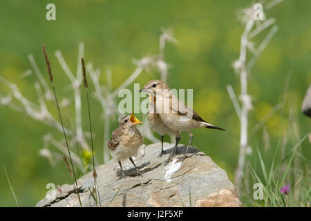 Juvenile isabellinische Steinschmätzer im Bruthabitat Stockfoto