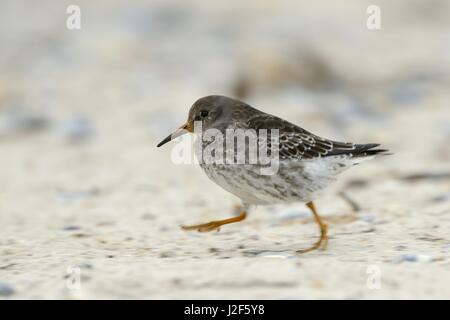 Meerstrandläufer laufen am Strand der Düne Stockfoto