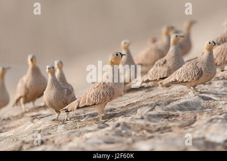 Herde von gekrönt Sandgrouse (Pterocles Coronatus) auf einer Steinmauer Stockfoto